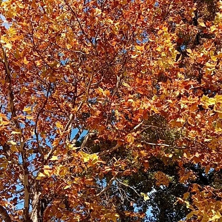 PastKudu3944의 あおさん（リア友）限定！他の人✘