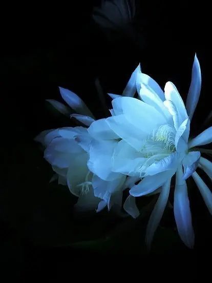 bvcx의 無温