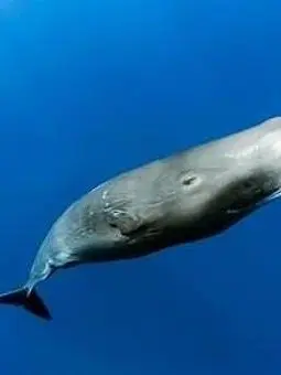 Kukkakki의 友達が実はクジラだった。