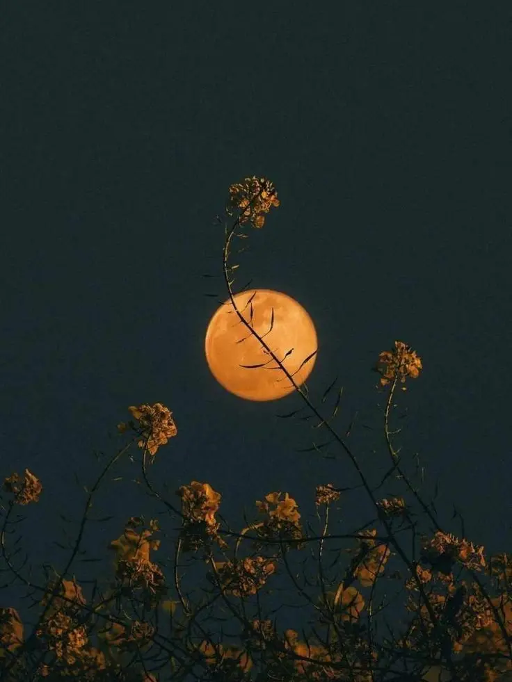 Mang_mango의 픽셀리 조직.