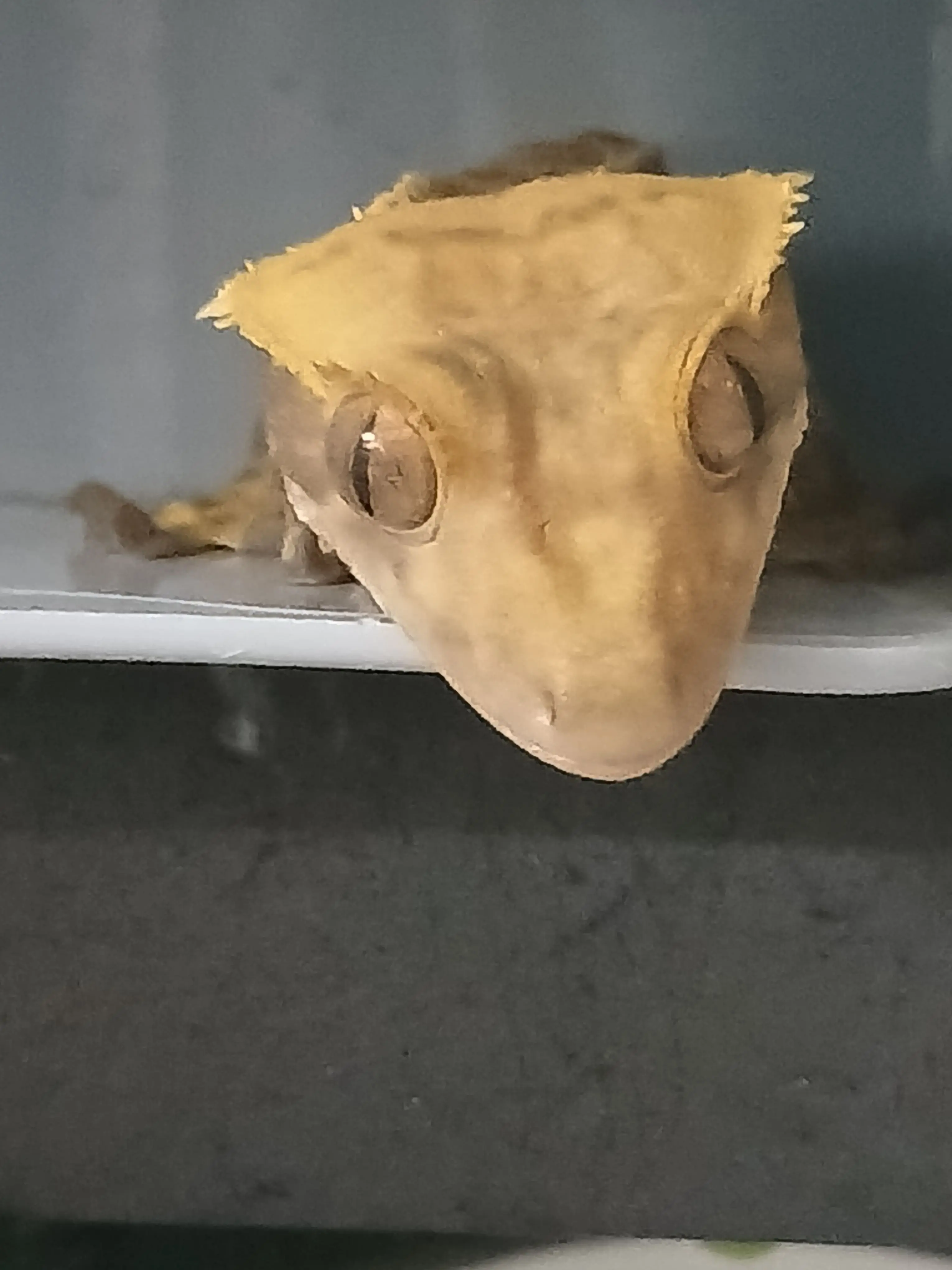 FabricDolce4175의 나ㅊ