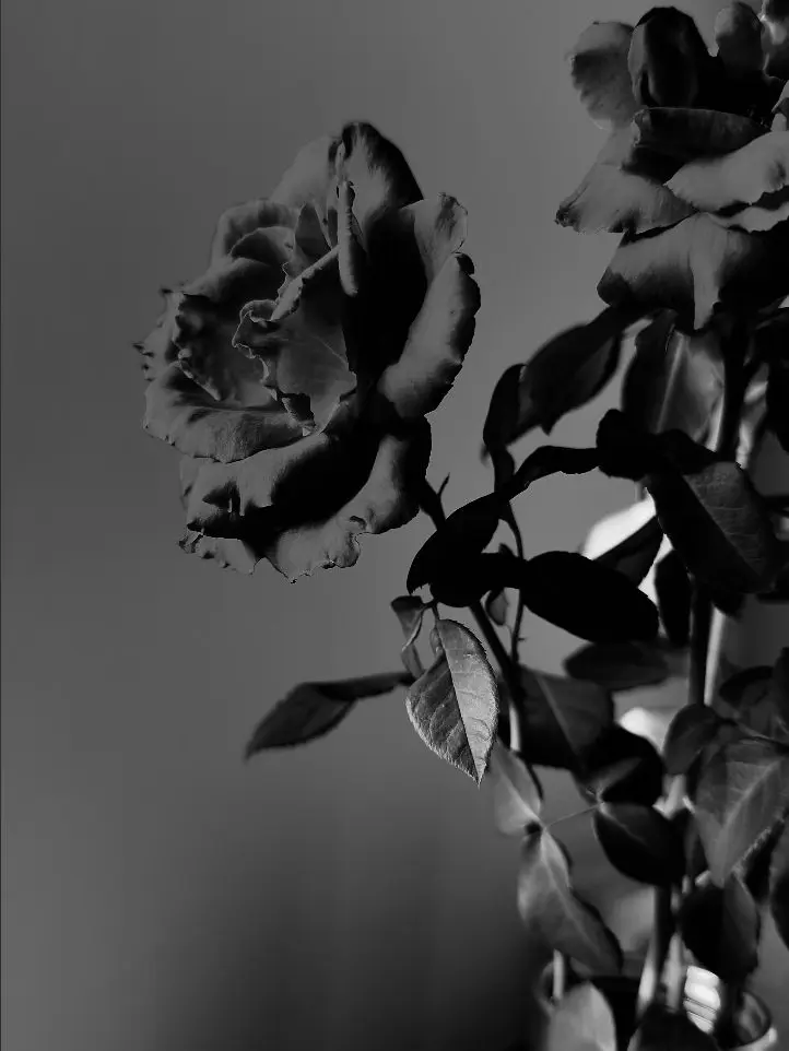 PoeticDeer5643의 미련