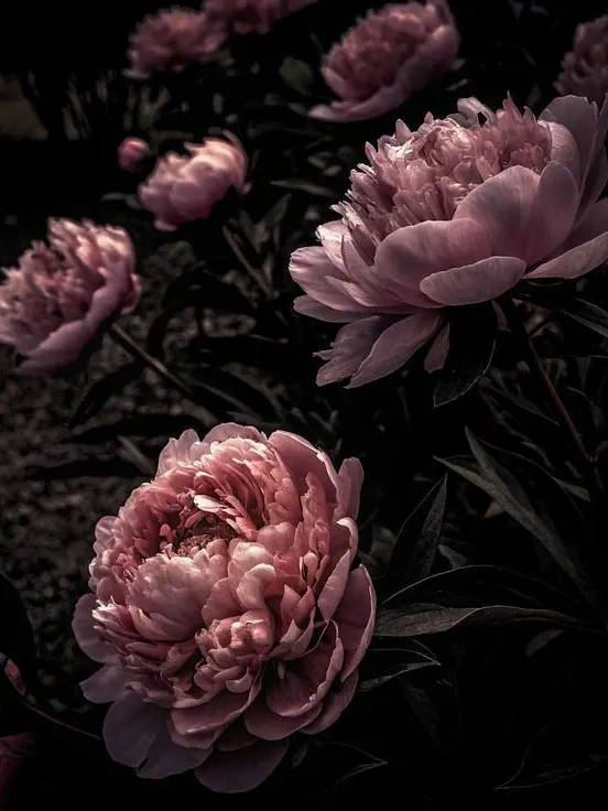 Para.Revol.pix의 패러다이스 조직 1