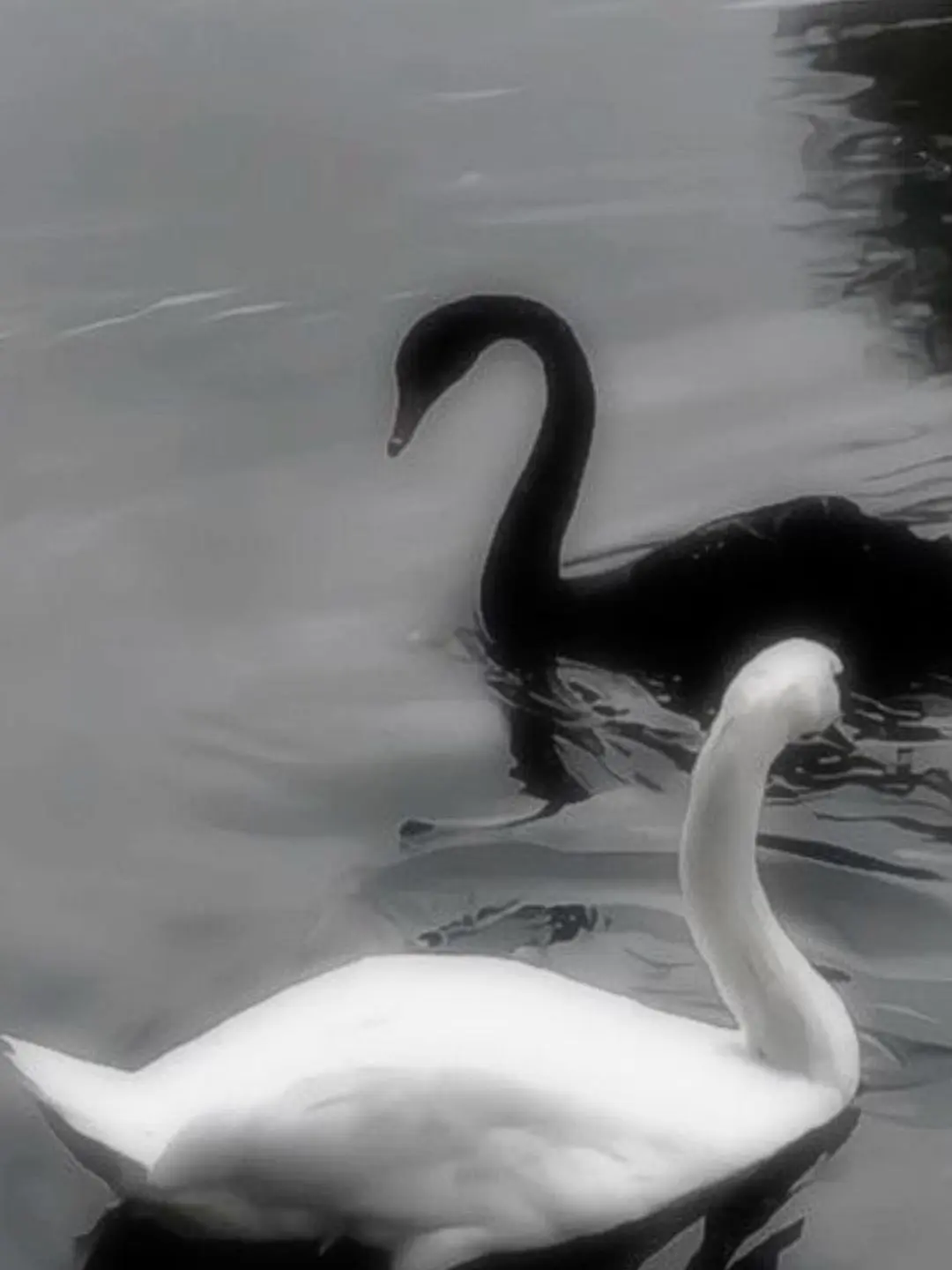 surinuke.com의 どちらかと言えば正直者のお姫様です