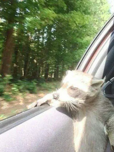 copybara_의 빅뱅의 반려동물