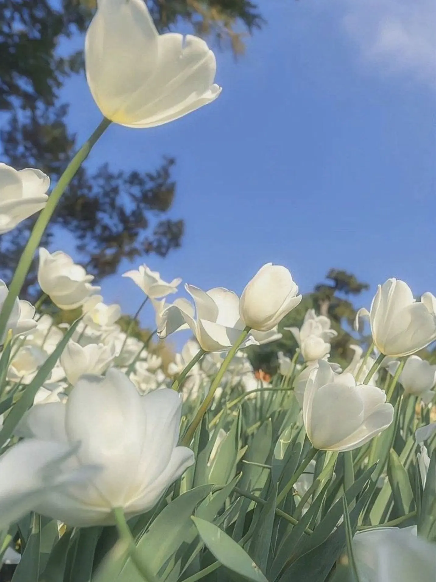 NoisyWolf9978의 {십마신} - [십비가~?]