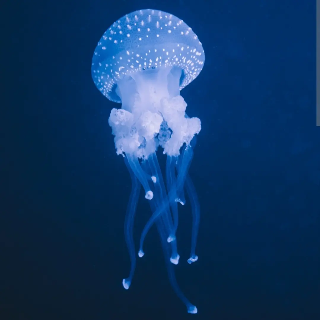 ChillyOkapi9094의 해파리