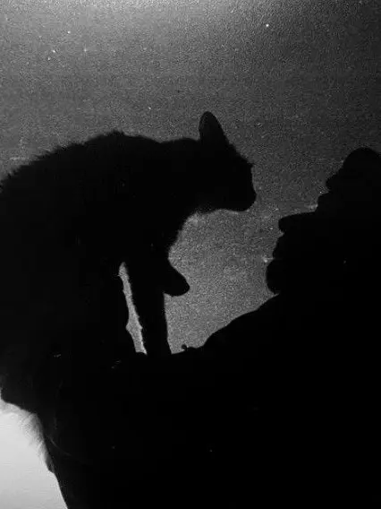 KMoney_210의 Murder and his cat