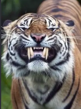 Lovenap6969의 hurt tyger please