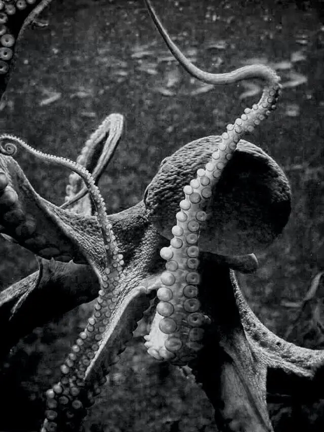 SunnyRoot0104의 狂気、それとも救済か