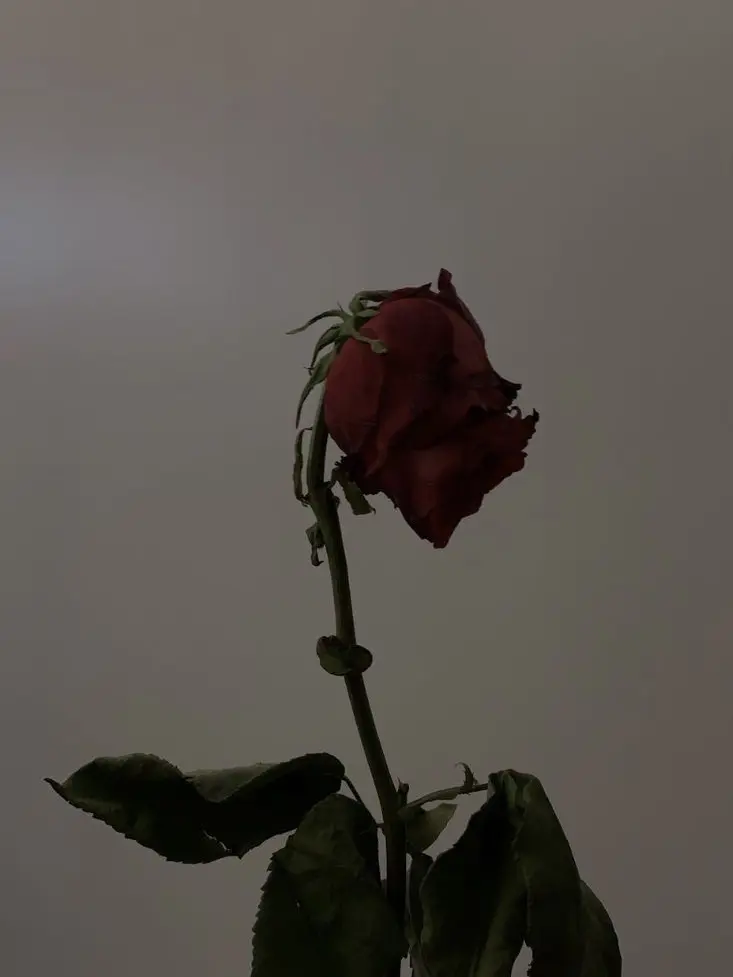 SureGrape6214의 obsession