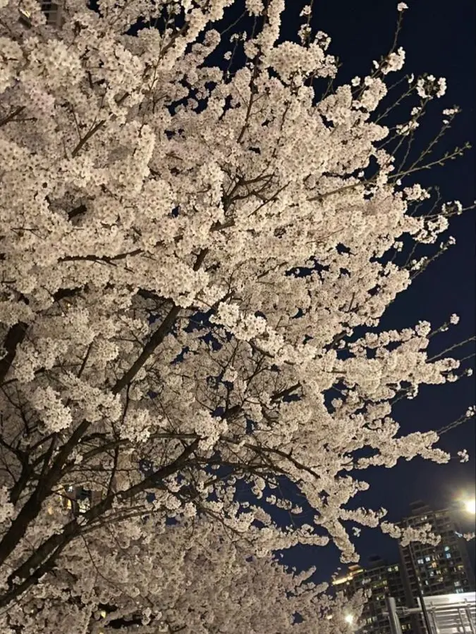 an_g0의 春
