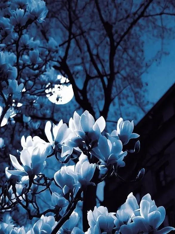 meu_o0의 相手陣に一目惚れされました