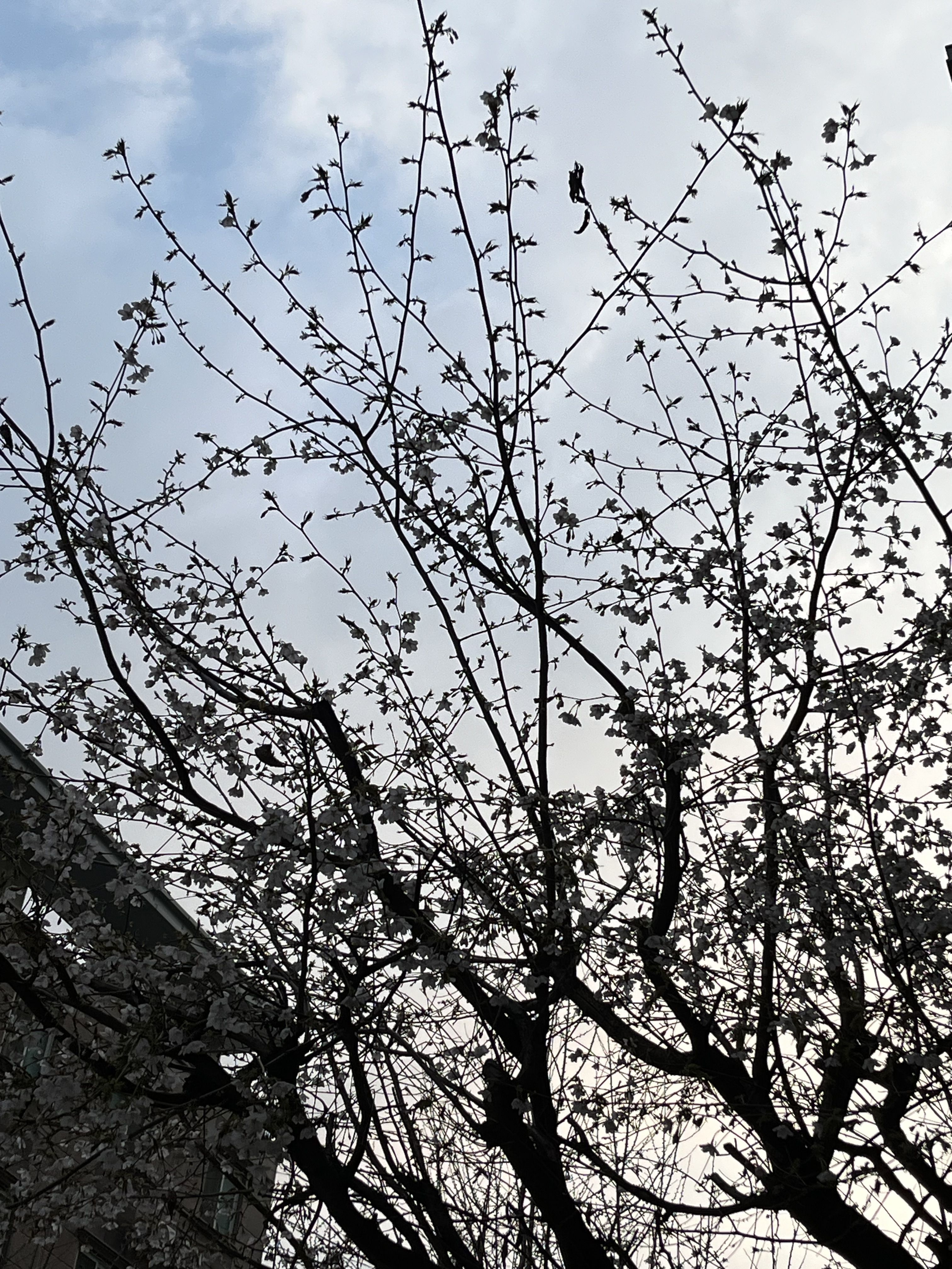 발키리즈 대표 이미지