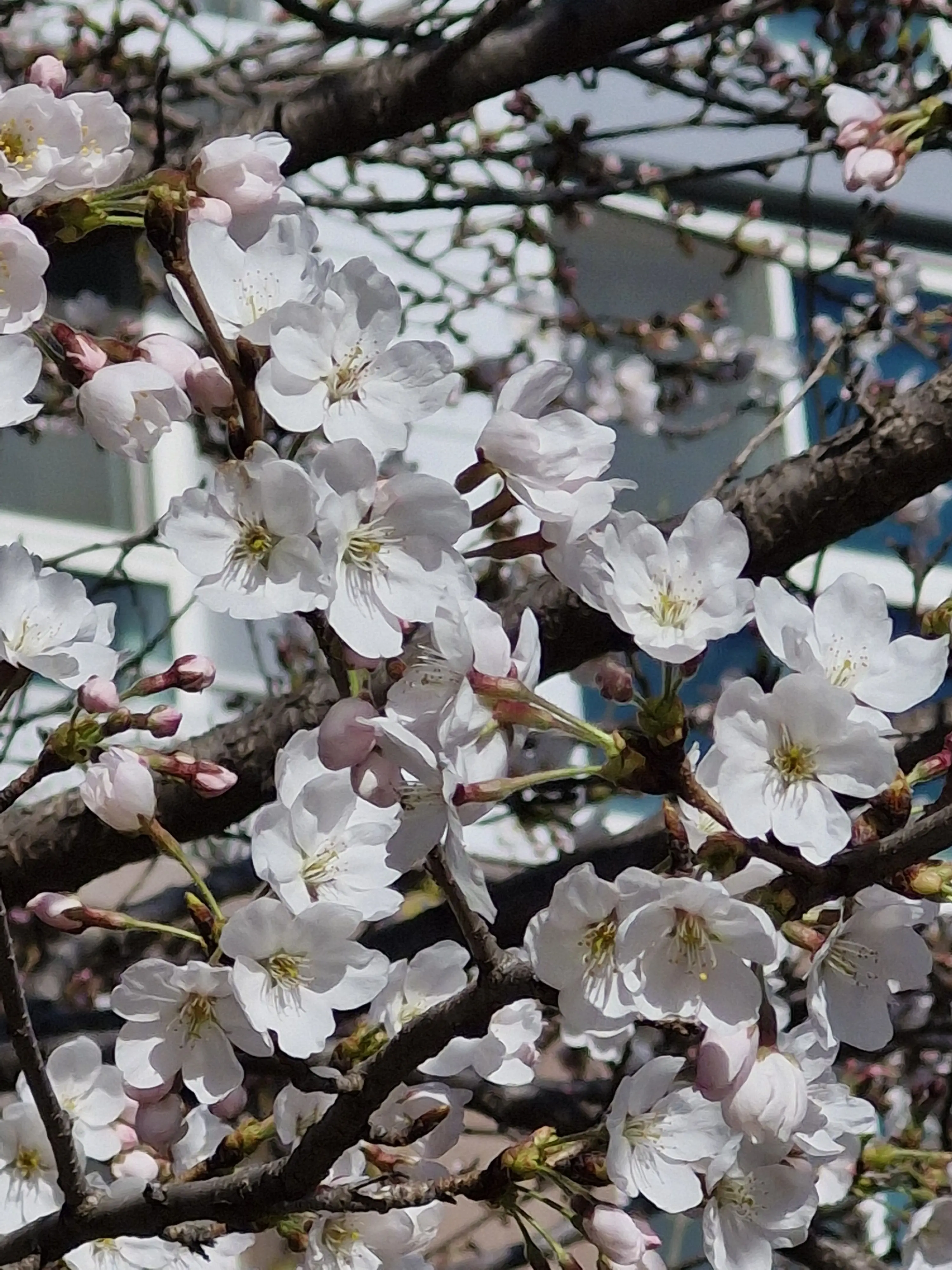 SunnyDodo5213의 작은 공지