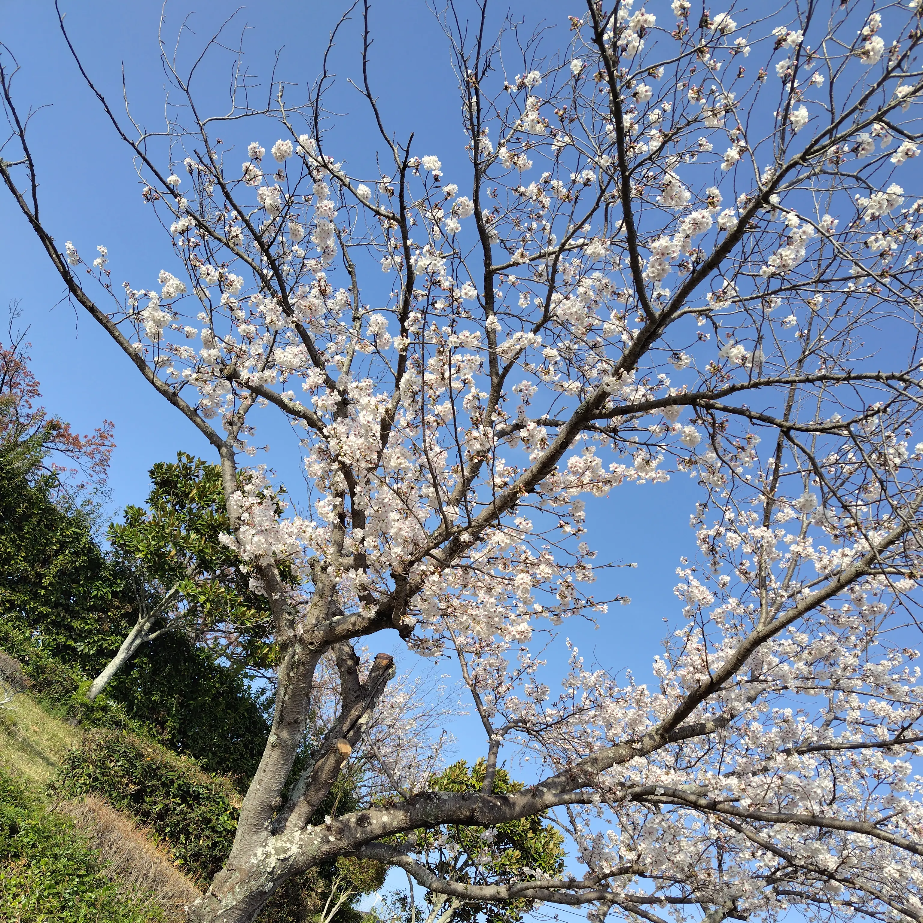 DimRiver9152의 病院嫌いな音羽先生