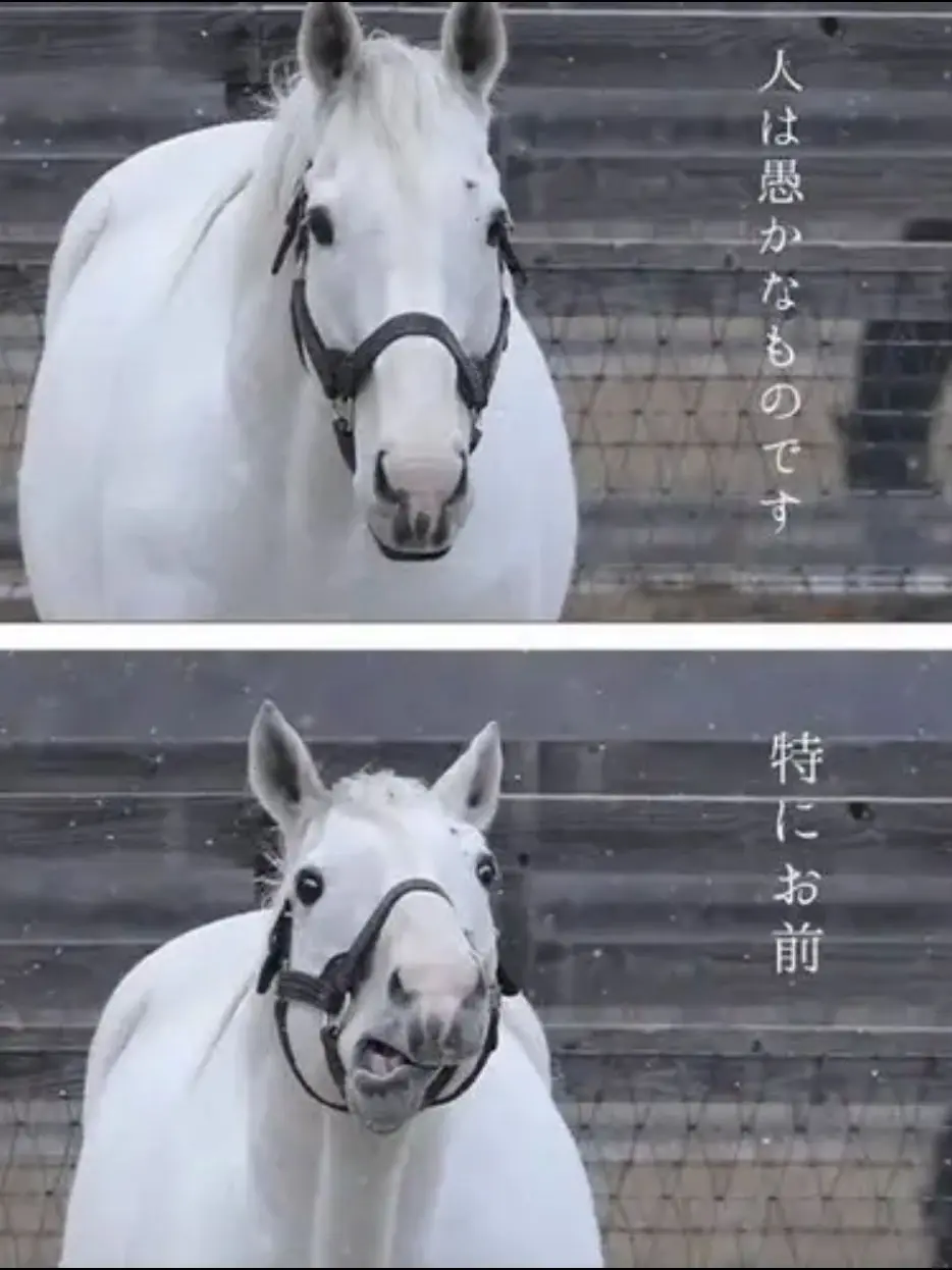 TomatoJuice114514의 ブリ子ぉ！そこどけぇぇ！！