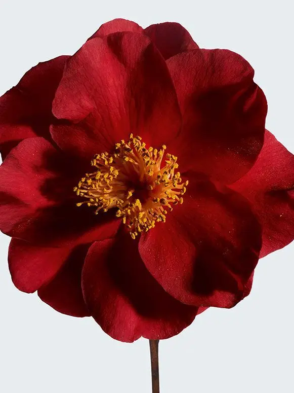 ong_my_Dopamine의 에이스테 - 행복해지렴 애들아,