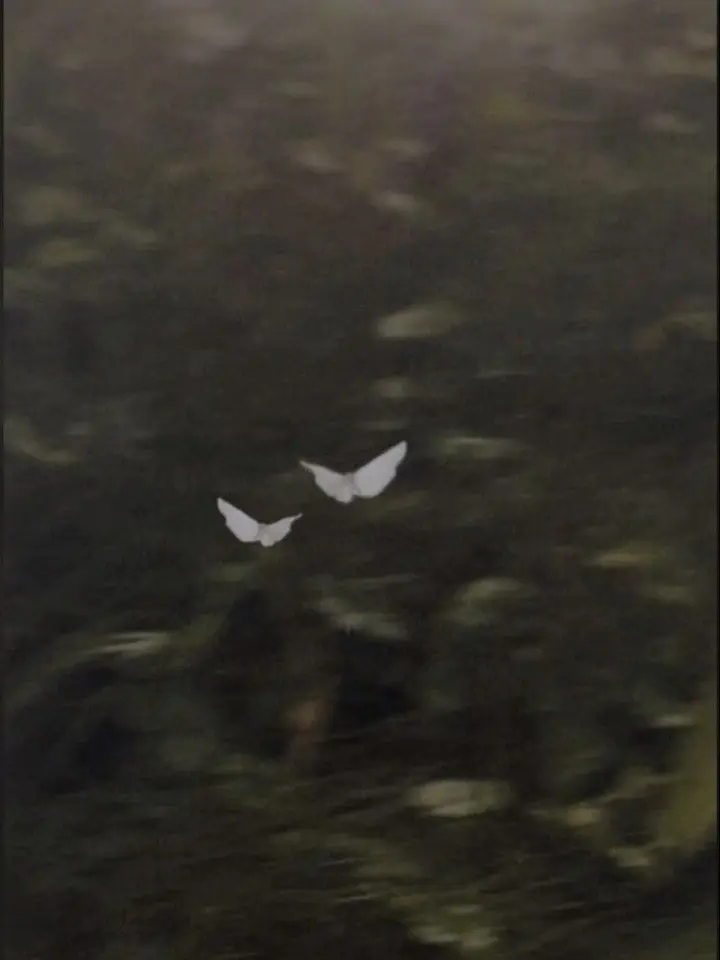 whatswrongwithme의 Butterfly