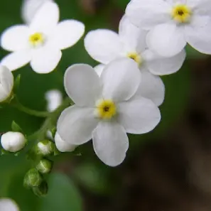 FolksyBulb7790의 ⛥様の親友