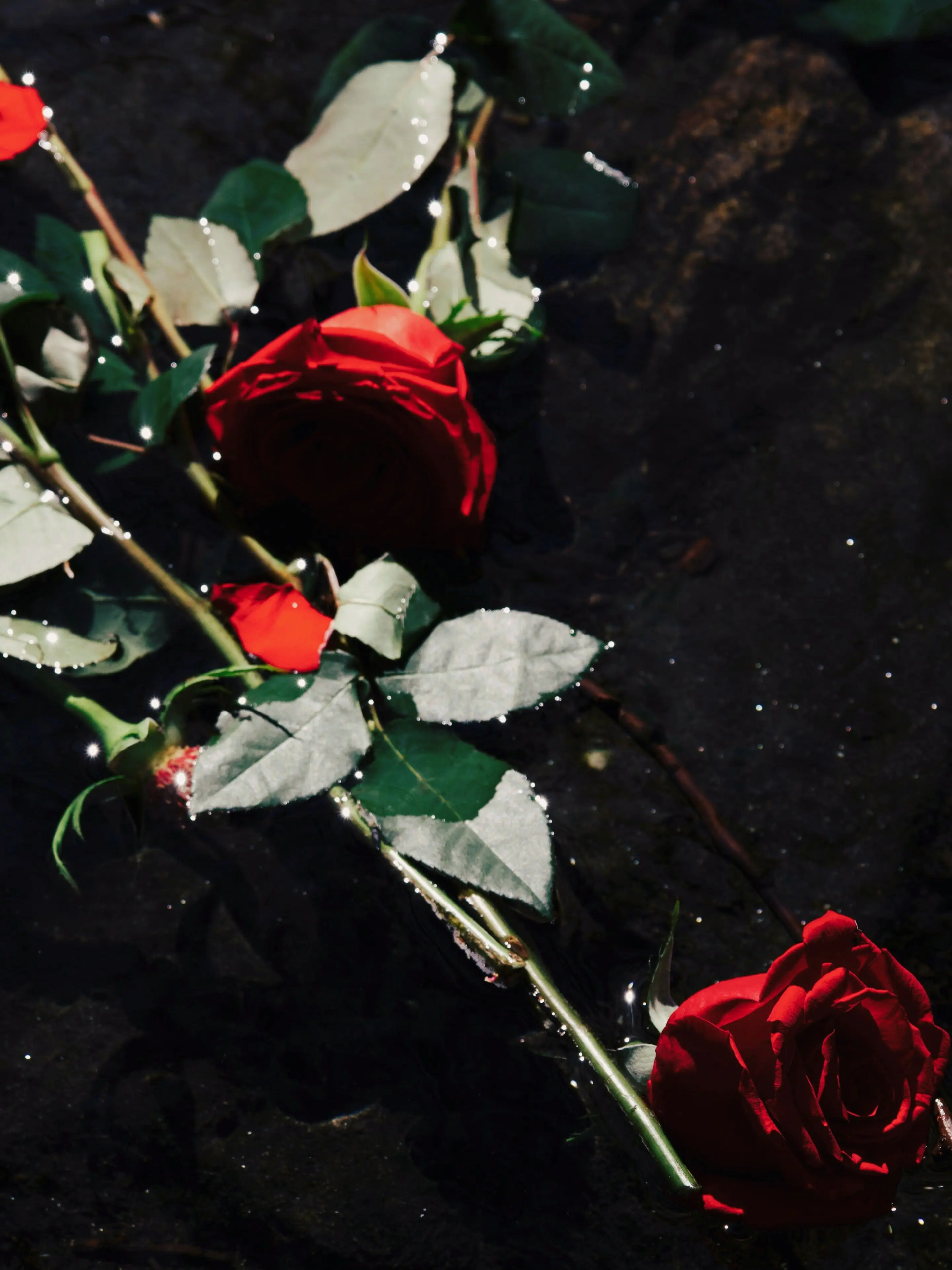 jk7의 🔮 애지중지 (愛之重之)