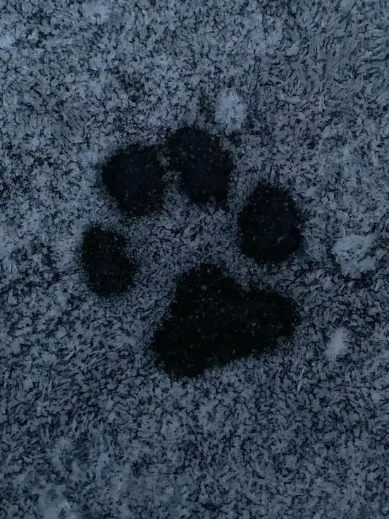 SweetSpicy3465의 『ワン』って鳴けよ