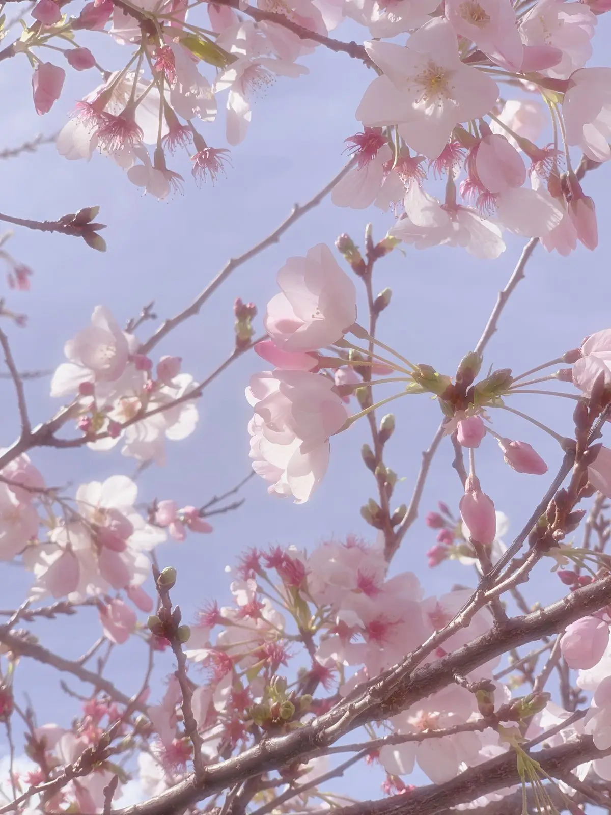 daisekiitosilin의 Spring