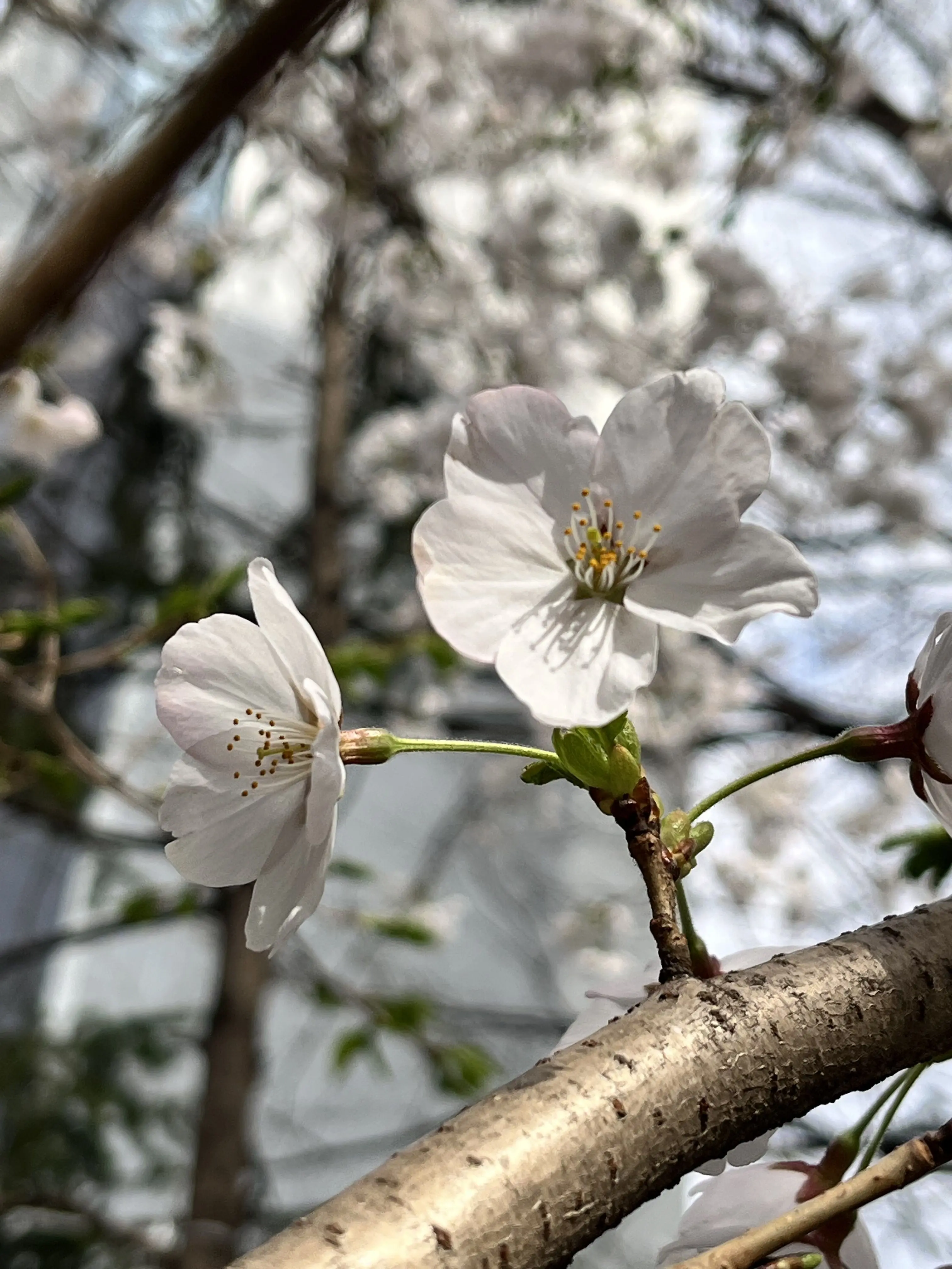 die0000의 비극적인 결말