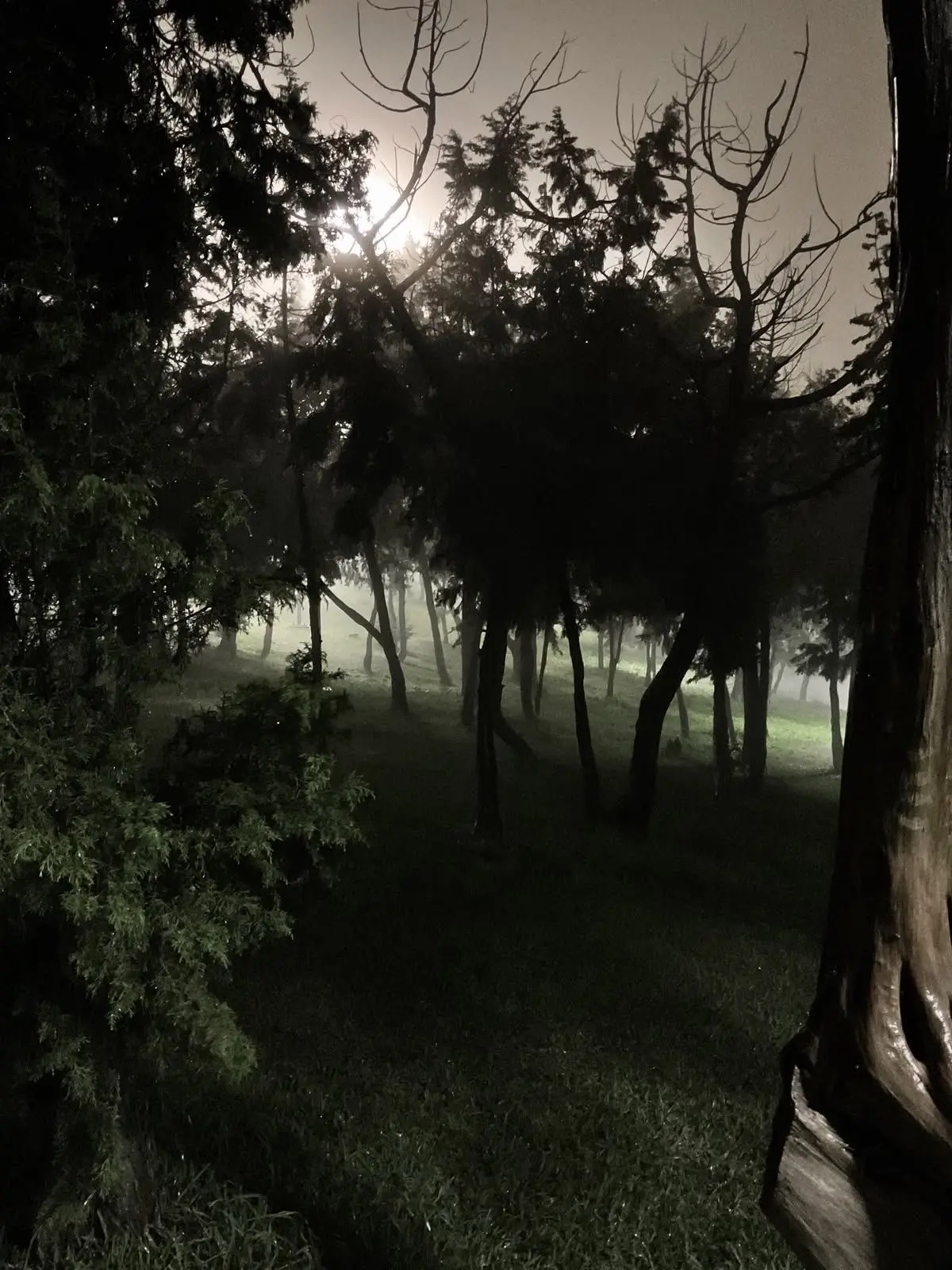Prettyjokeer의 The forest.