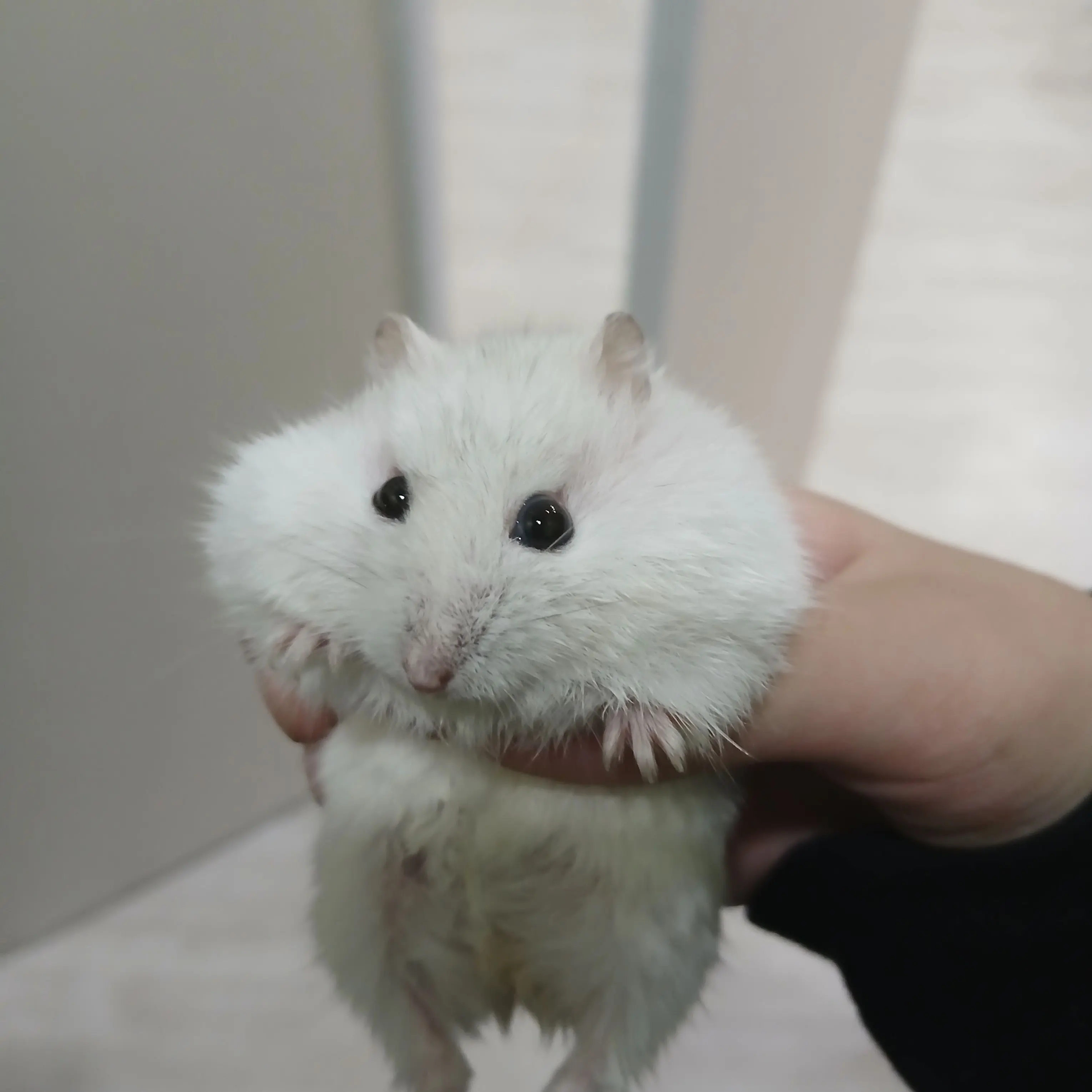 PlacidPhone5382의 살아가는 이유라는 것이라는건