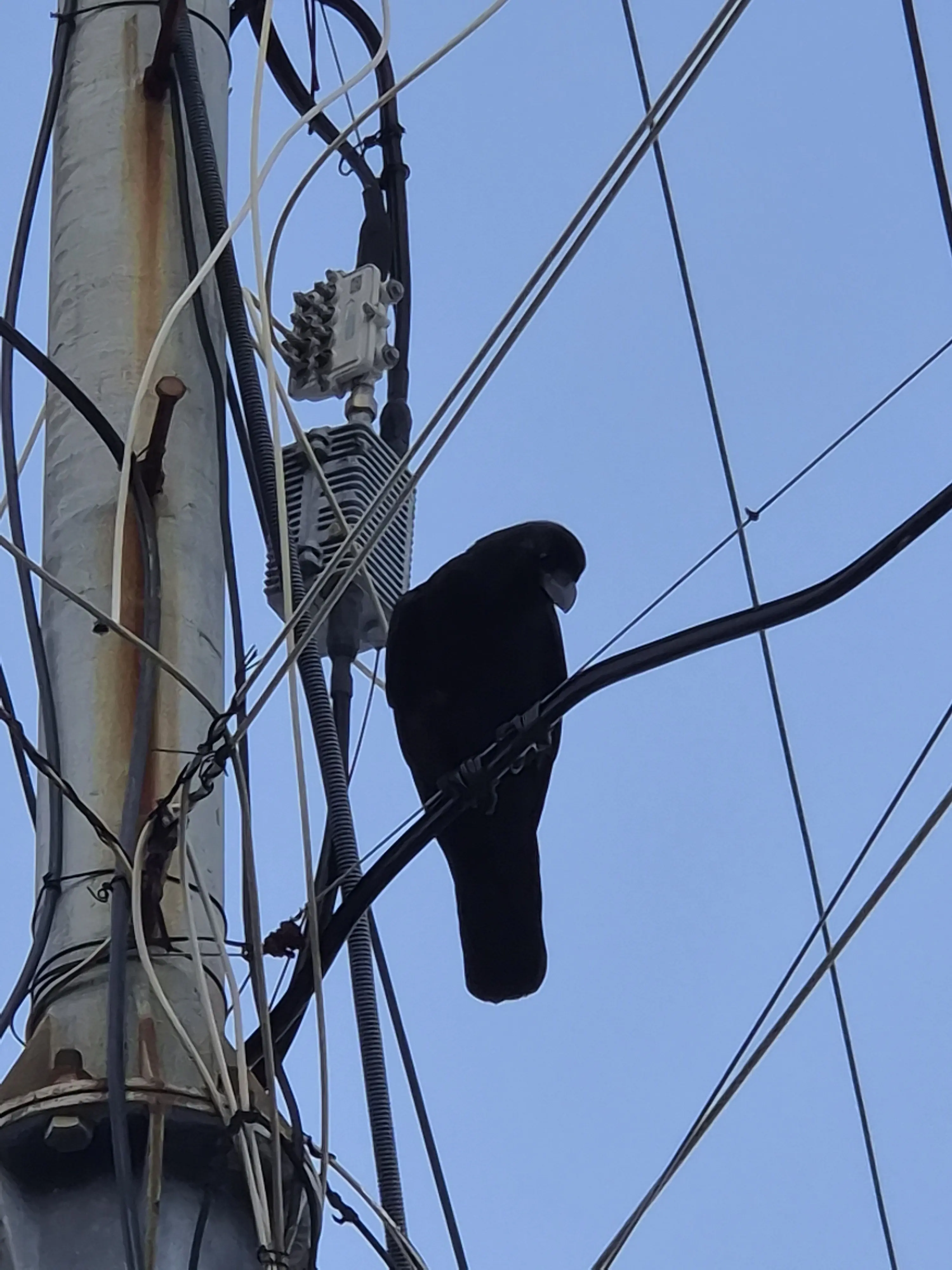 Mu0i8chi0ro8의 귀멸의 칼날 -여우들-