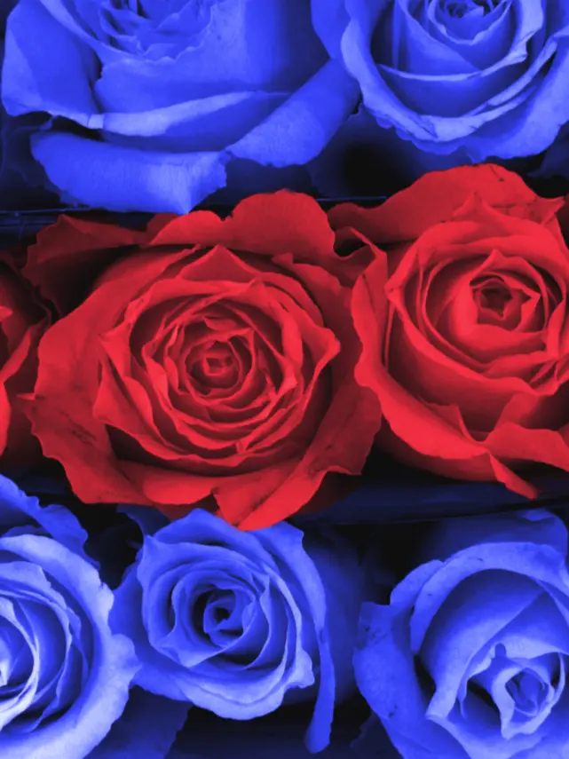 Sakana_cat.28326의 君が好き