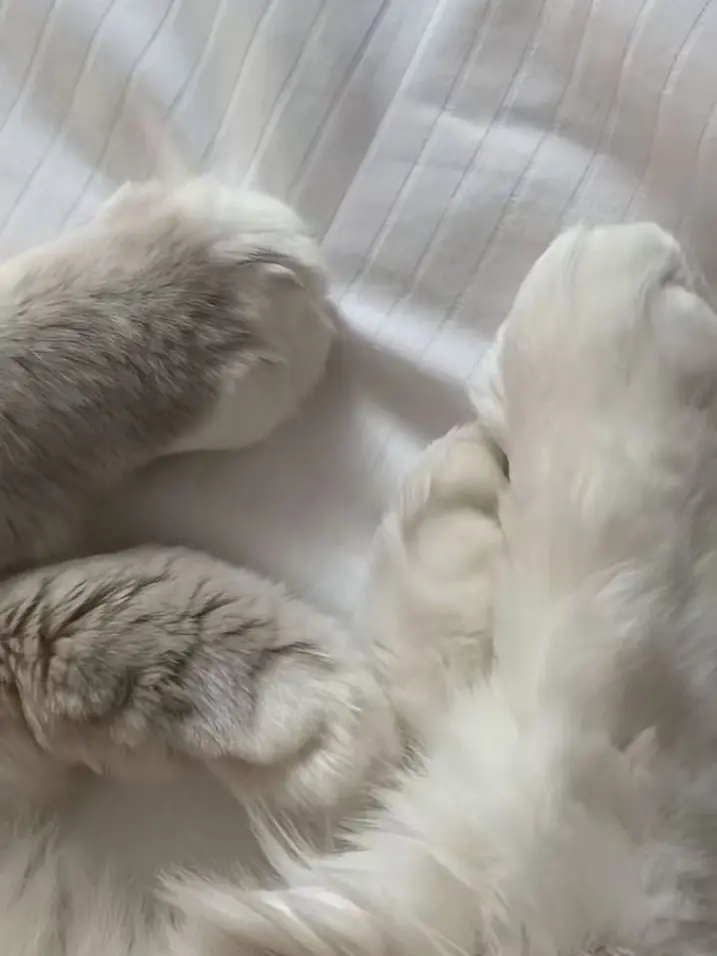 FestalTank4262의 獣人