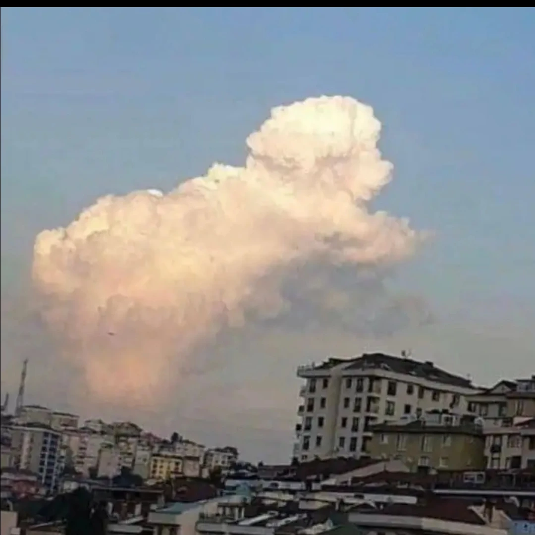 보넥도