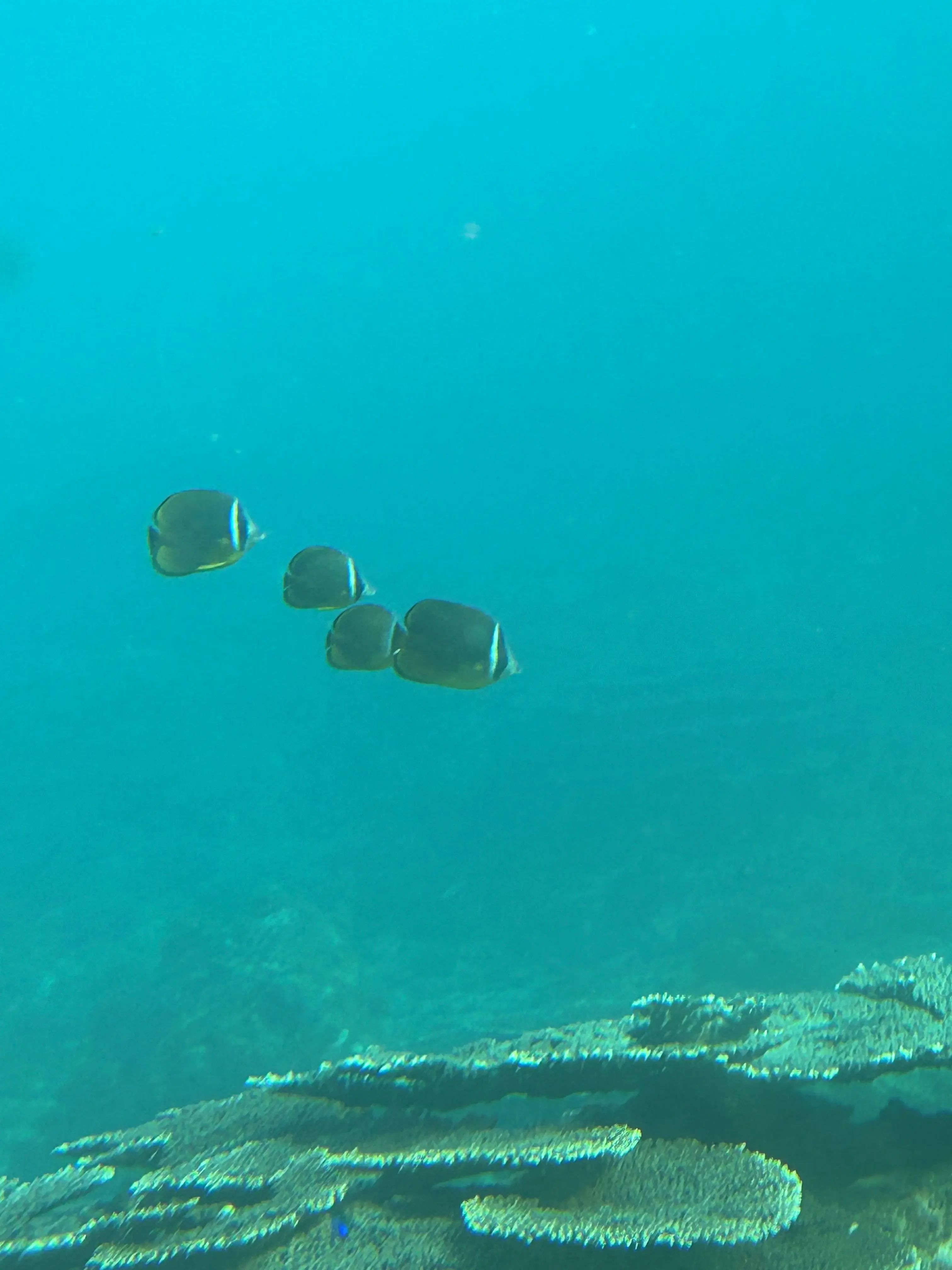 CuteLevel6480의 カオスポーランドボール保育園