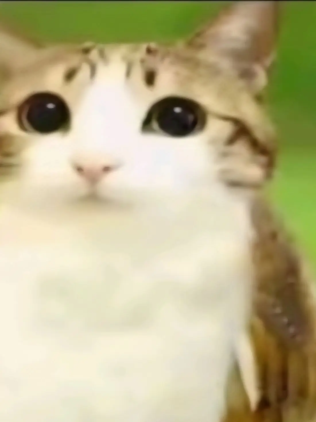 ABC67의 실수로 푸룬주스를 원샷해버린 여우