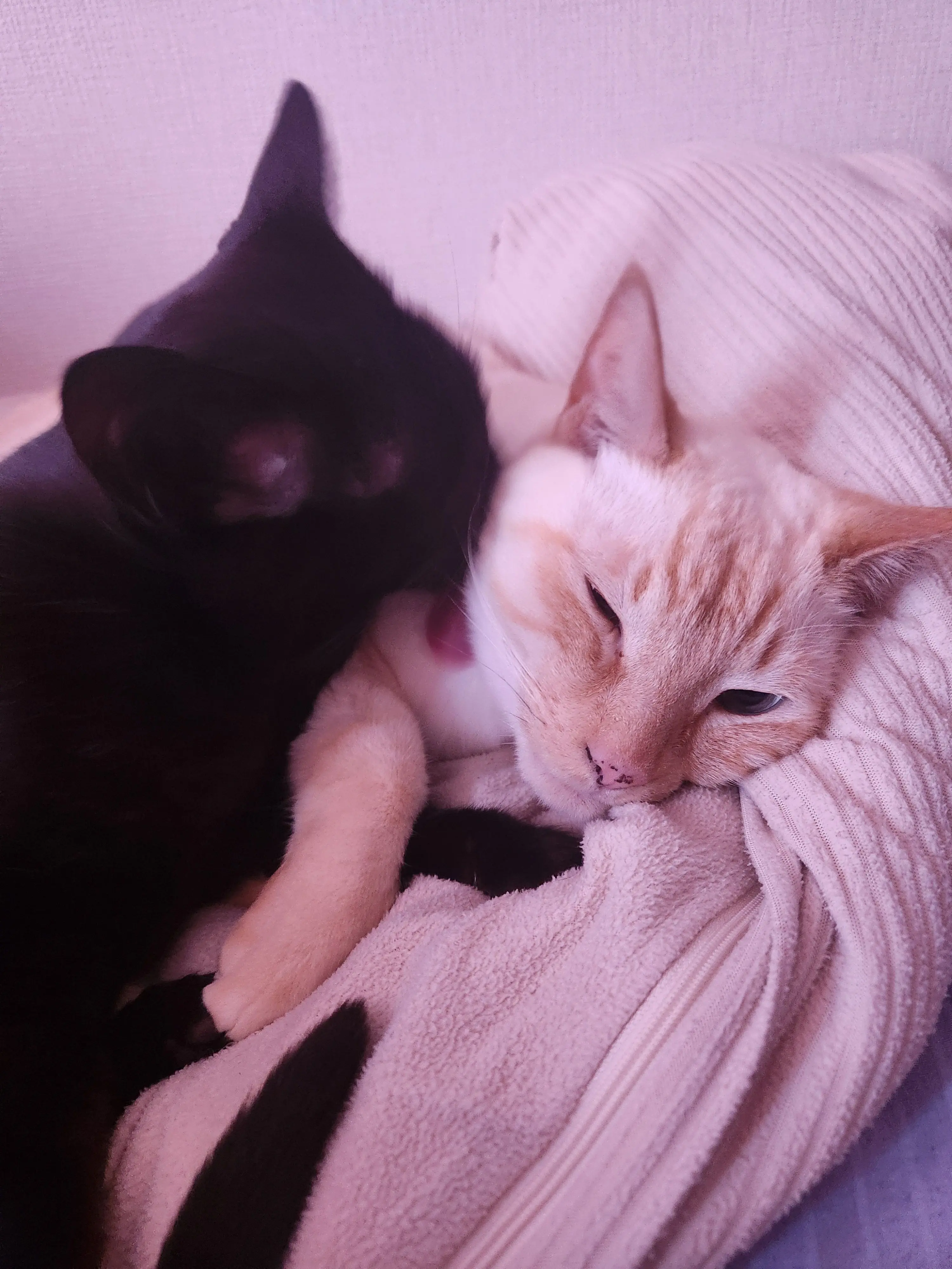 09seihinnkakaku49의 みんなと話してみよう