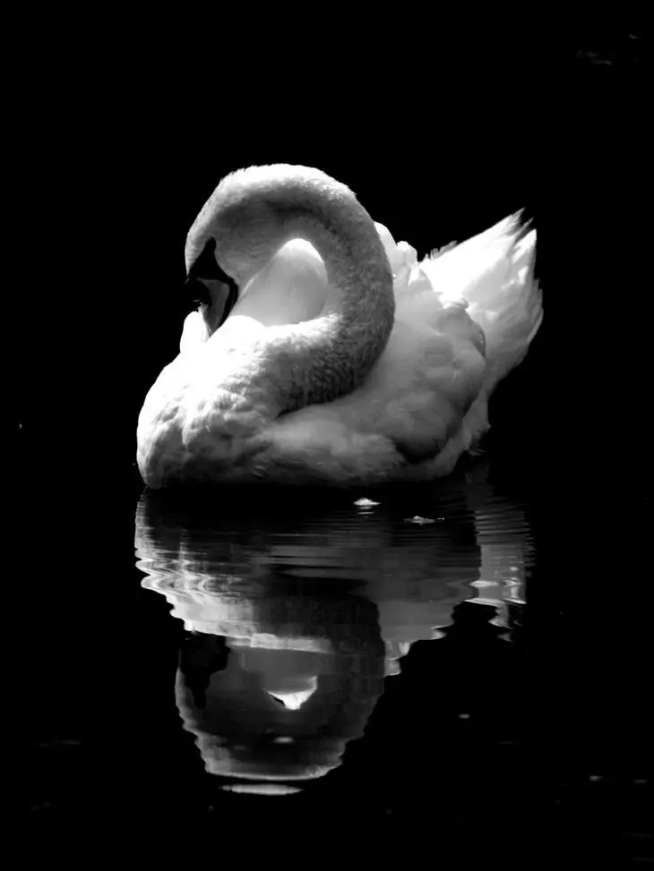 loveisdreaming의 B.S