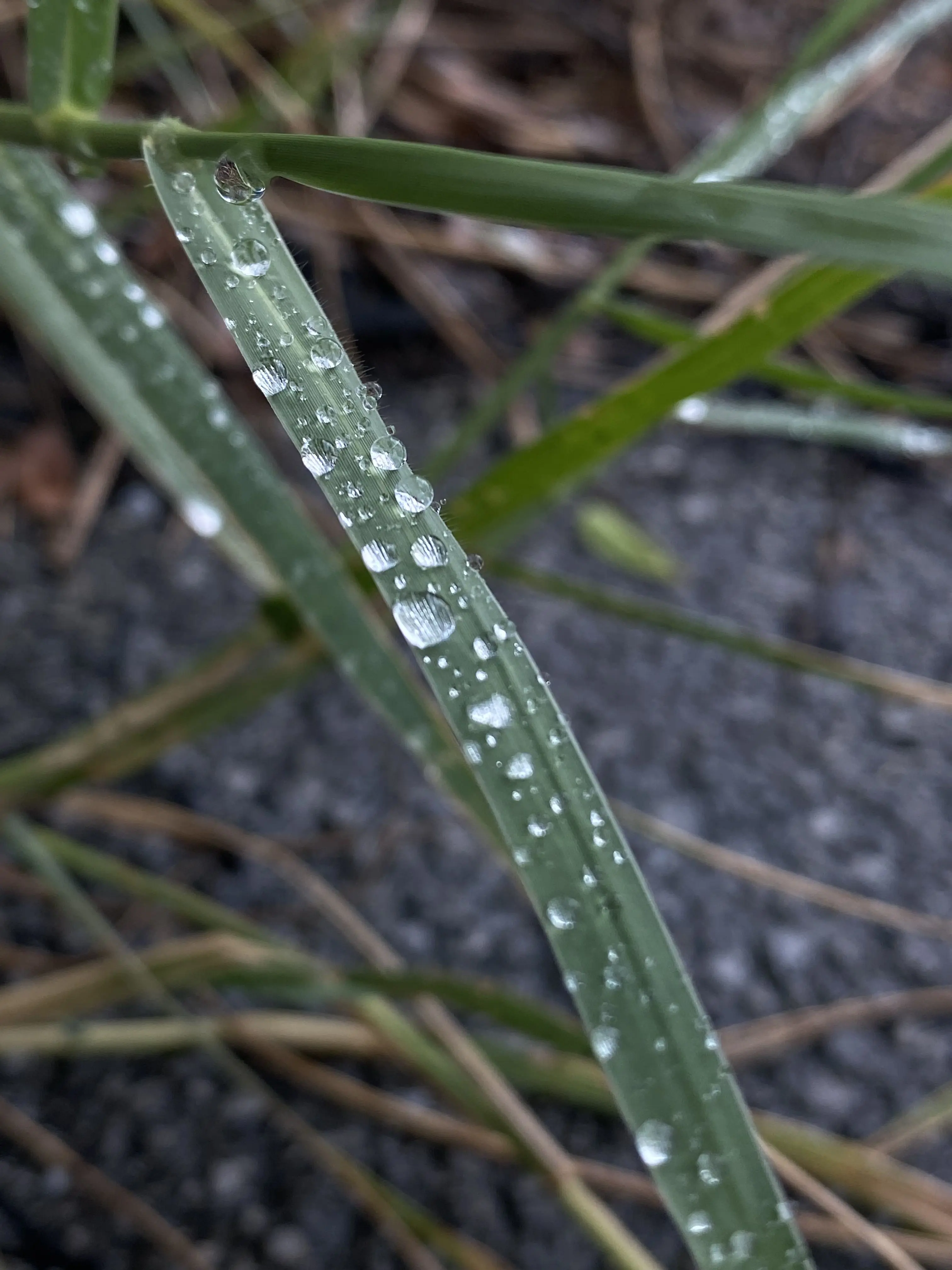 Marika12.4의 ラプンツェル監督生or寮生user！
