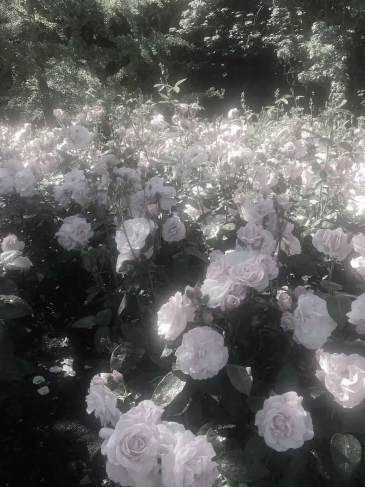 LemonyShot3830의 運命の番はまさかの貴方