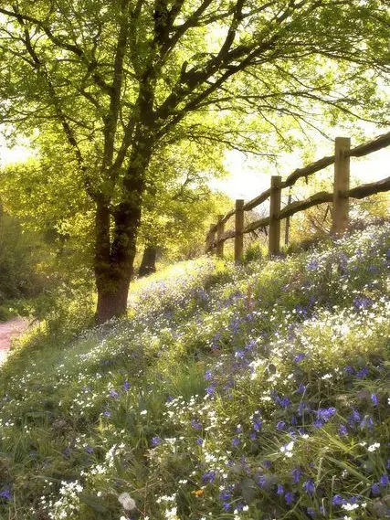 Pooyangirl의 The open fields