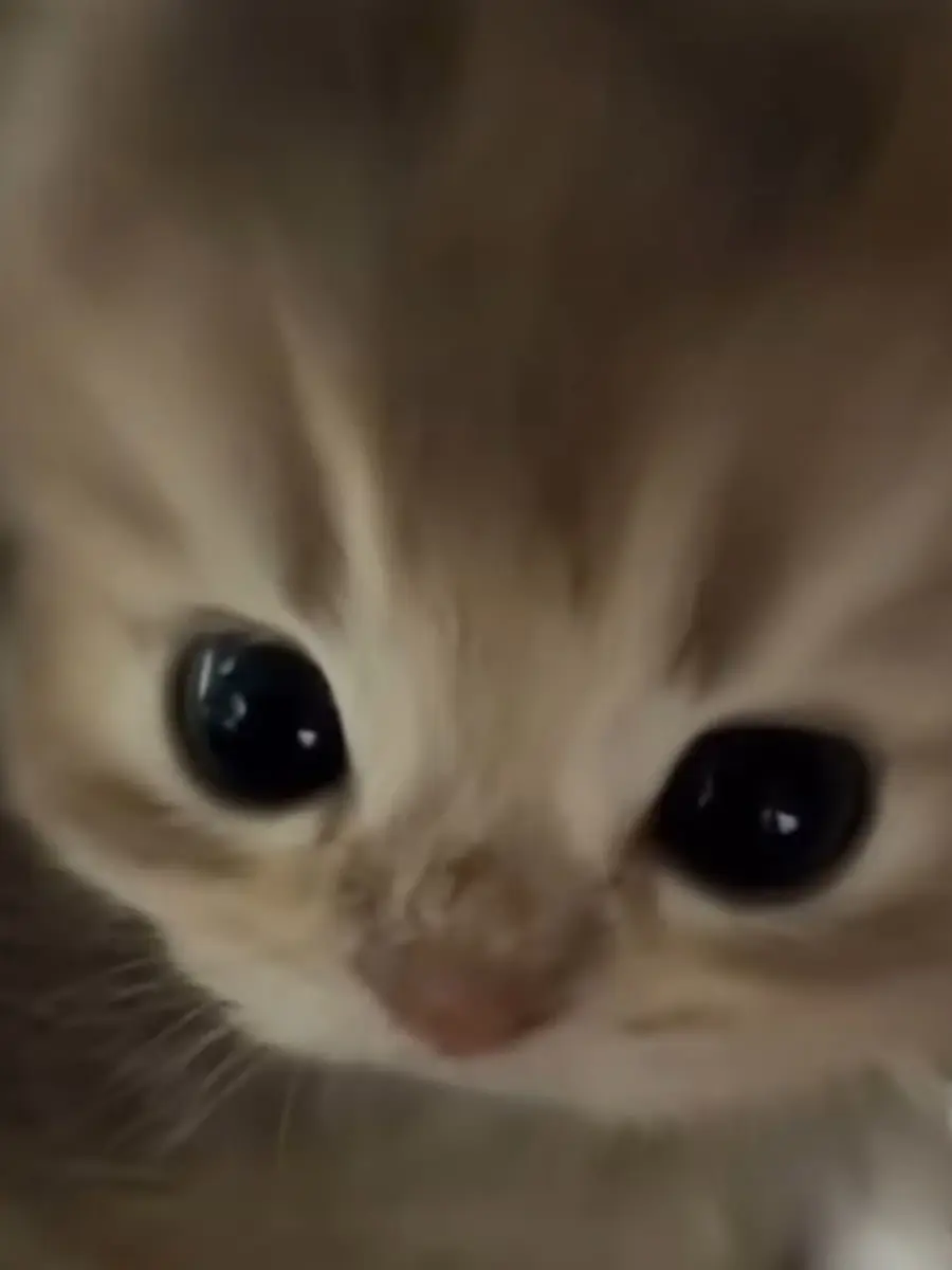 chunyan의 カマチョでくっつき虫なねこさん
