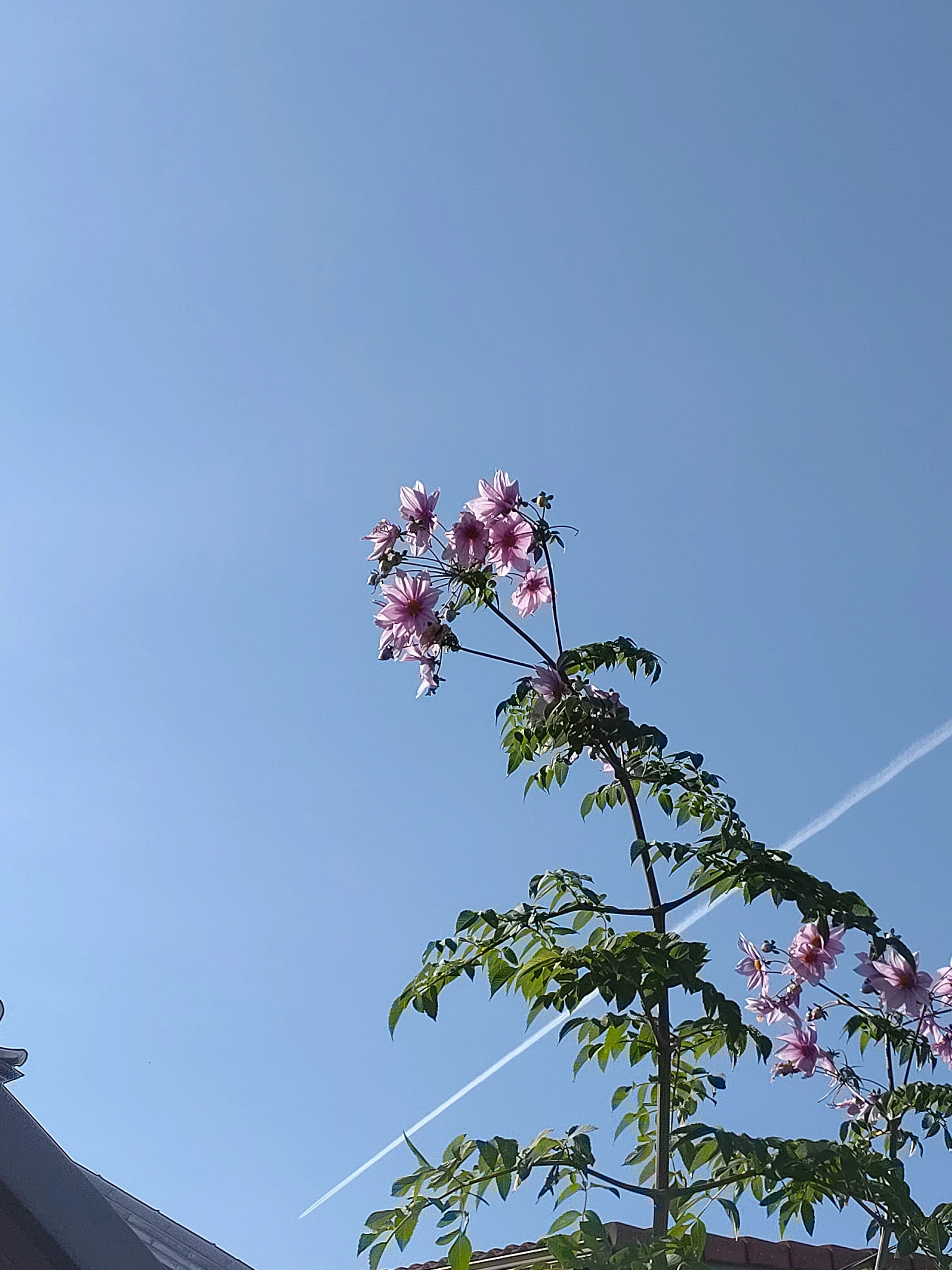 Yippy의 適当に詰め込んだ