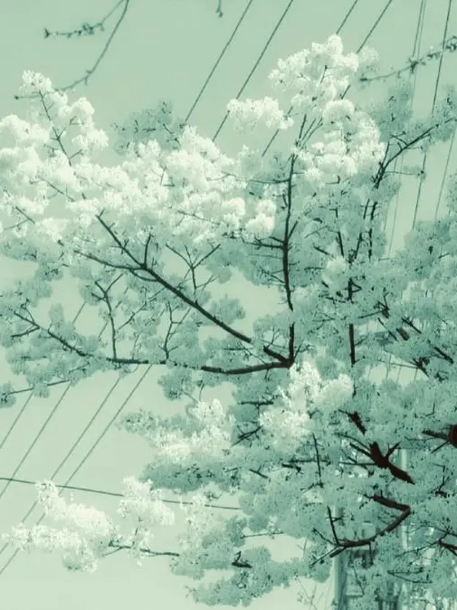 Saishu_726의 봄날에 당신을 만났어요.