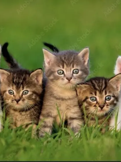AstuteLeech8398의 Kitten people. Lucas, Aj, Henry, rose, andcia
