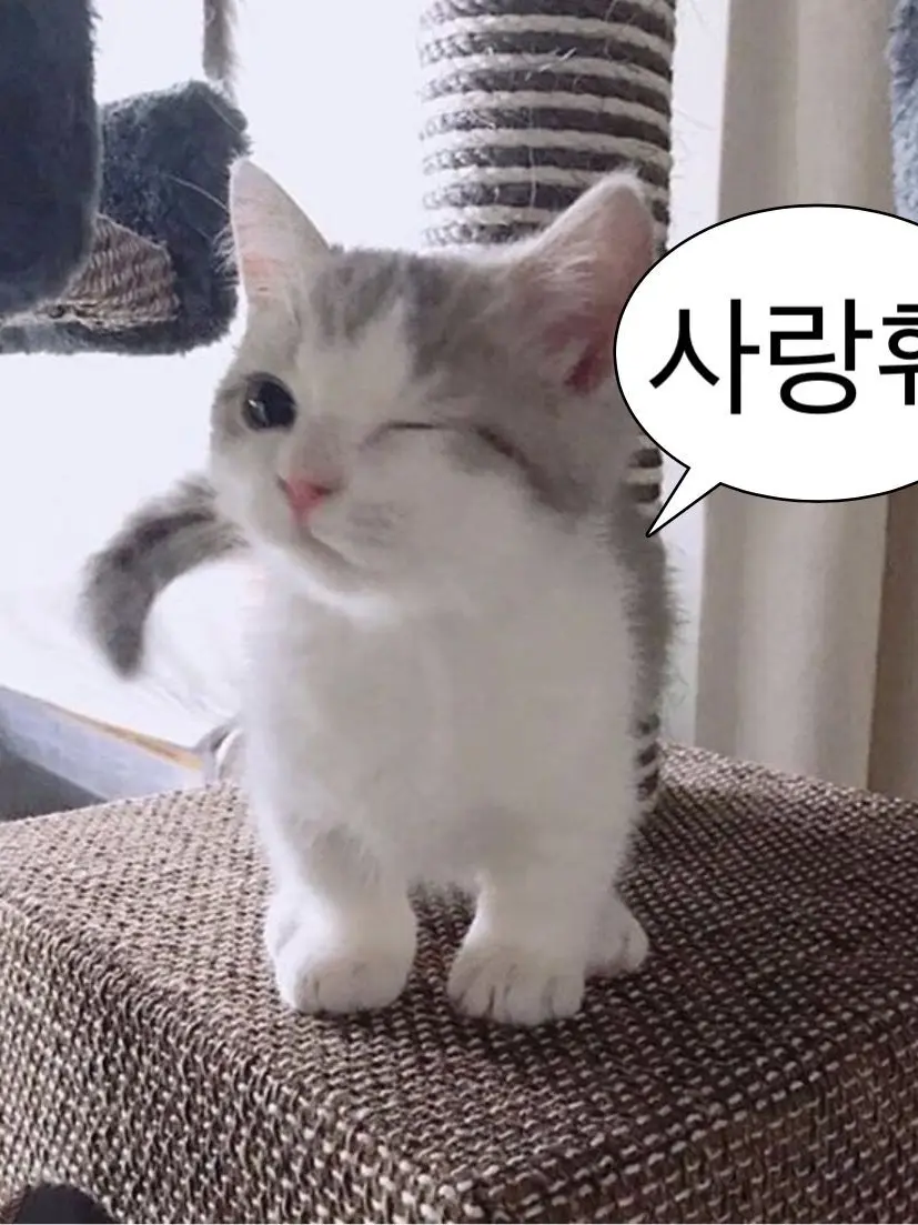 damgommi의 강해린