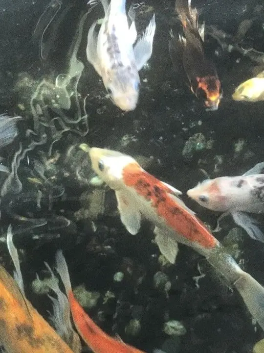 Ilovelimbus의 제 여름은 당신이었어요.