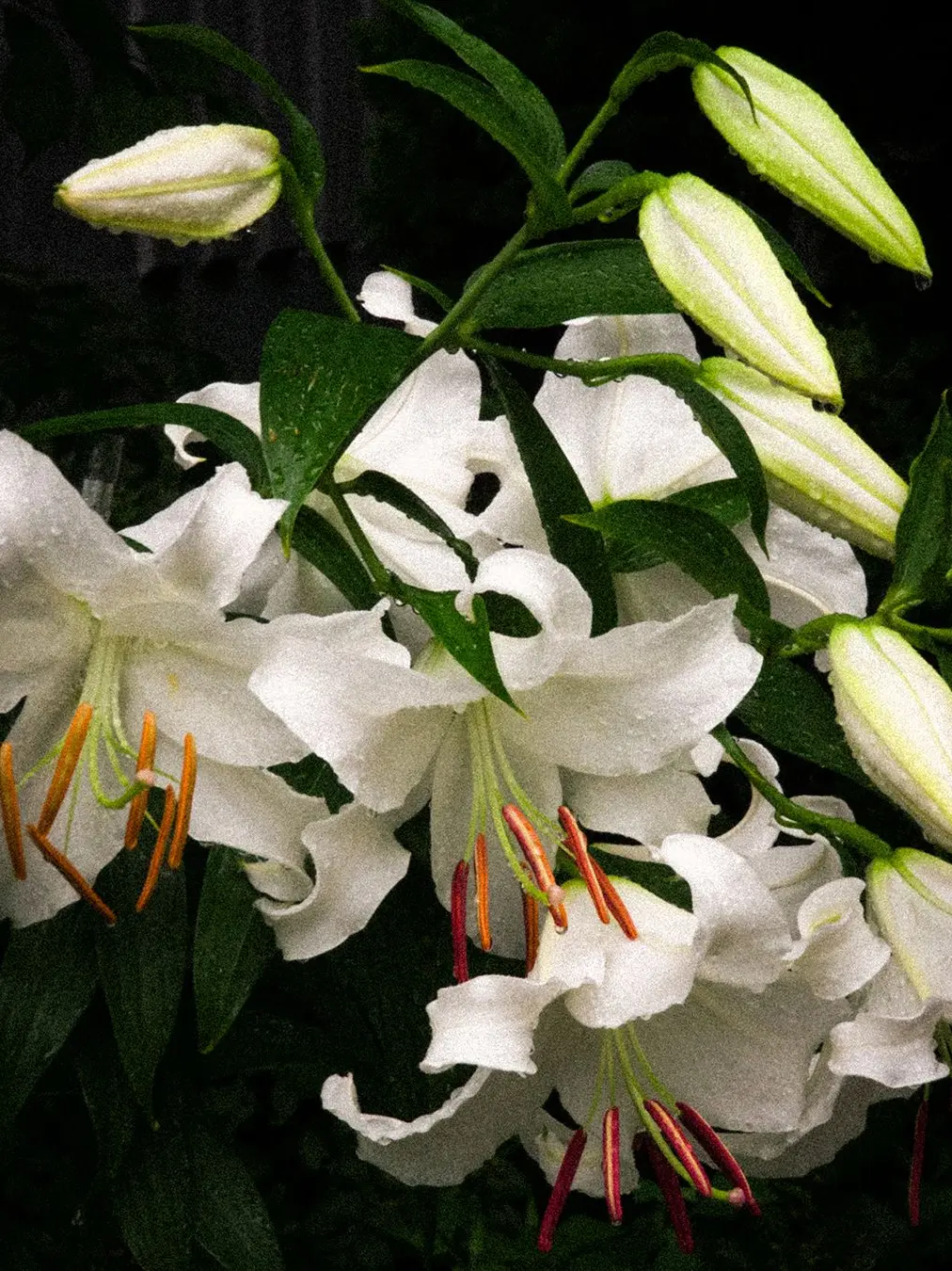 LeanHusky5182의 술 취한 박덕개