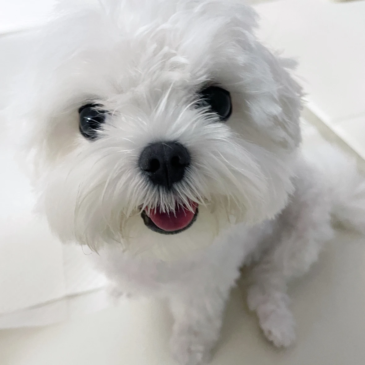 🐶💜강아지 찌루 💜🐶