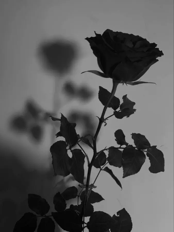 shamu의 ｡✧｡･ﾟ